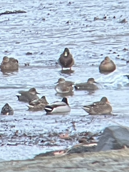 Нерозень - ML647247868