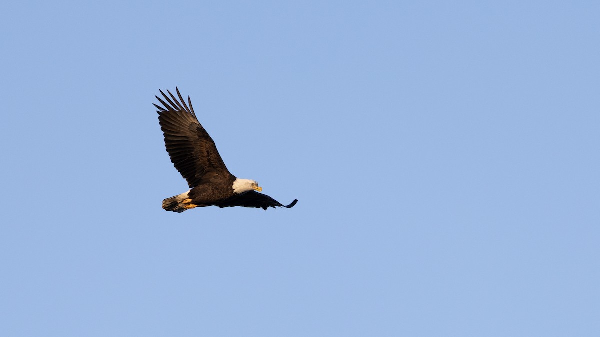 Bald Eagle - ML647247881
