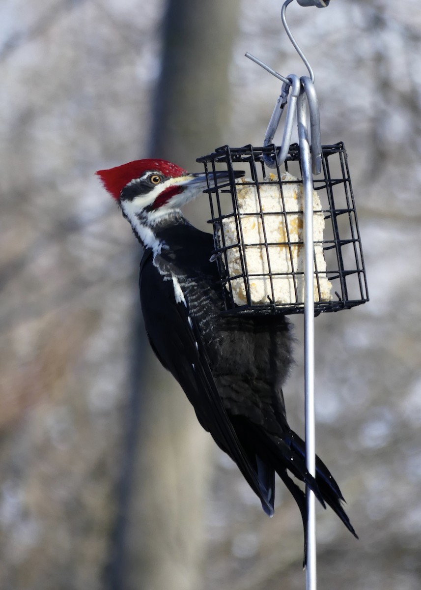 datel chocholatý - ML647247882