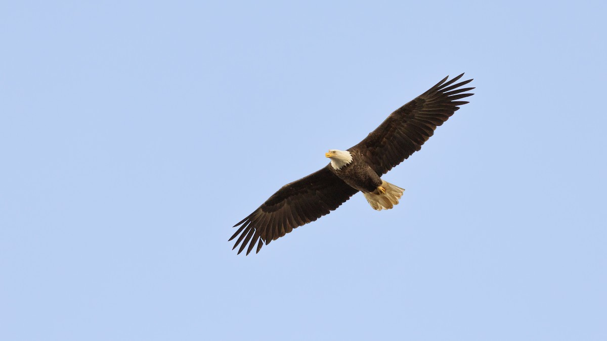 Bald Eagle - ML647247883