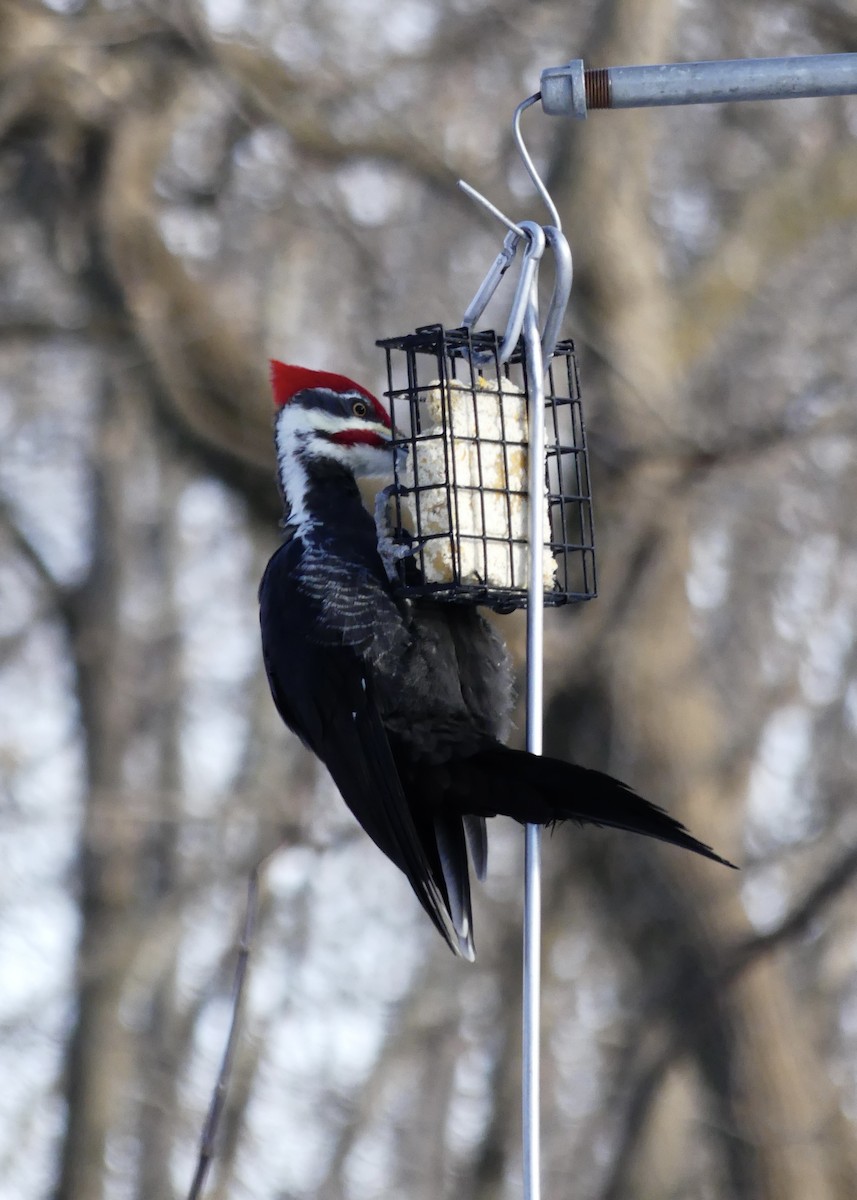 datel chocholatý - ML647247887