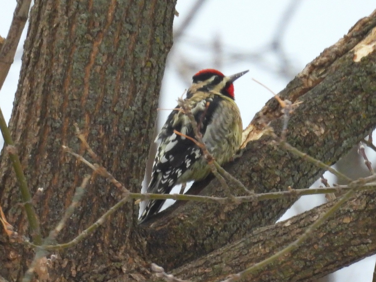 シルスイキツツキ - ML647247892