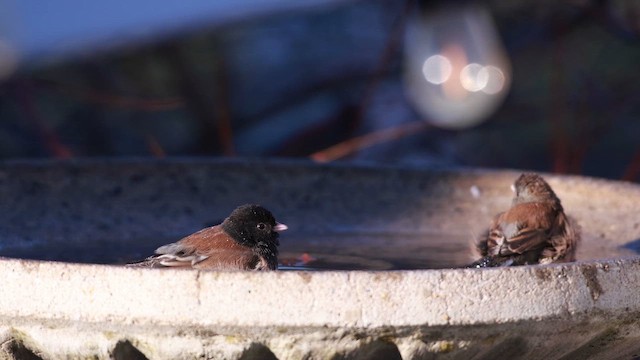 Dark-eyed Junco - ML647247895