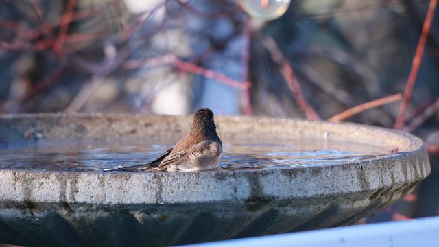 Dark-eyed Junco - ML647247896