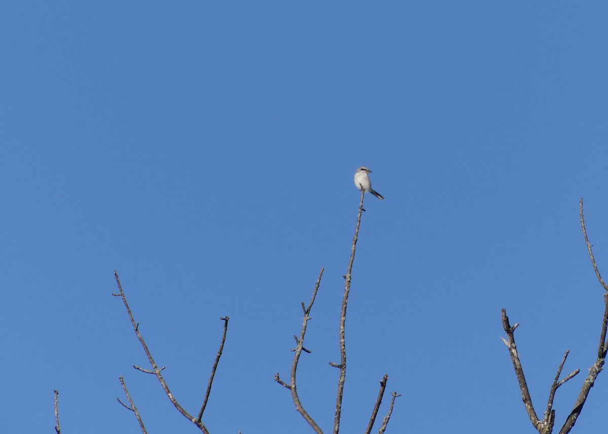 ťuhýk severní - ML647247898