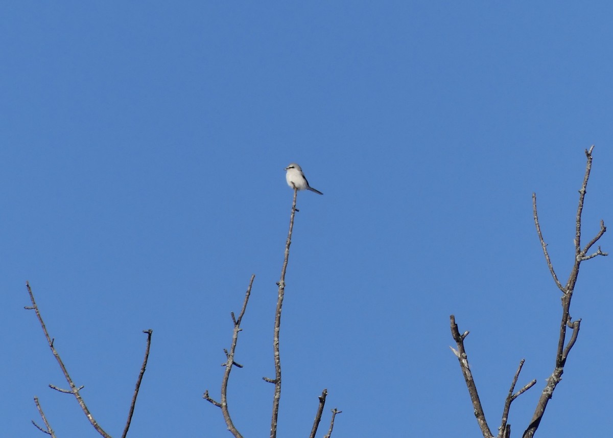 ťuhýk severní - ML647247899