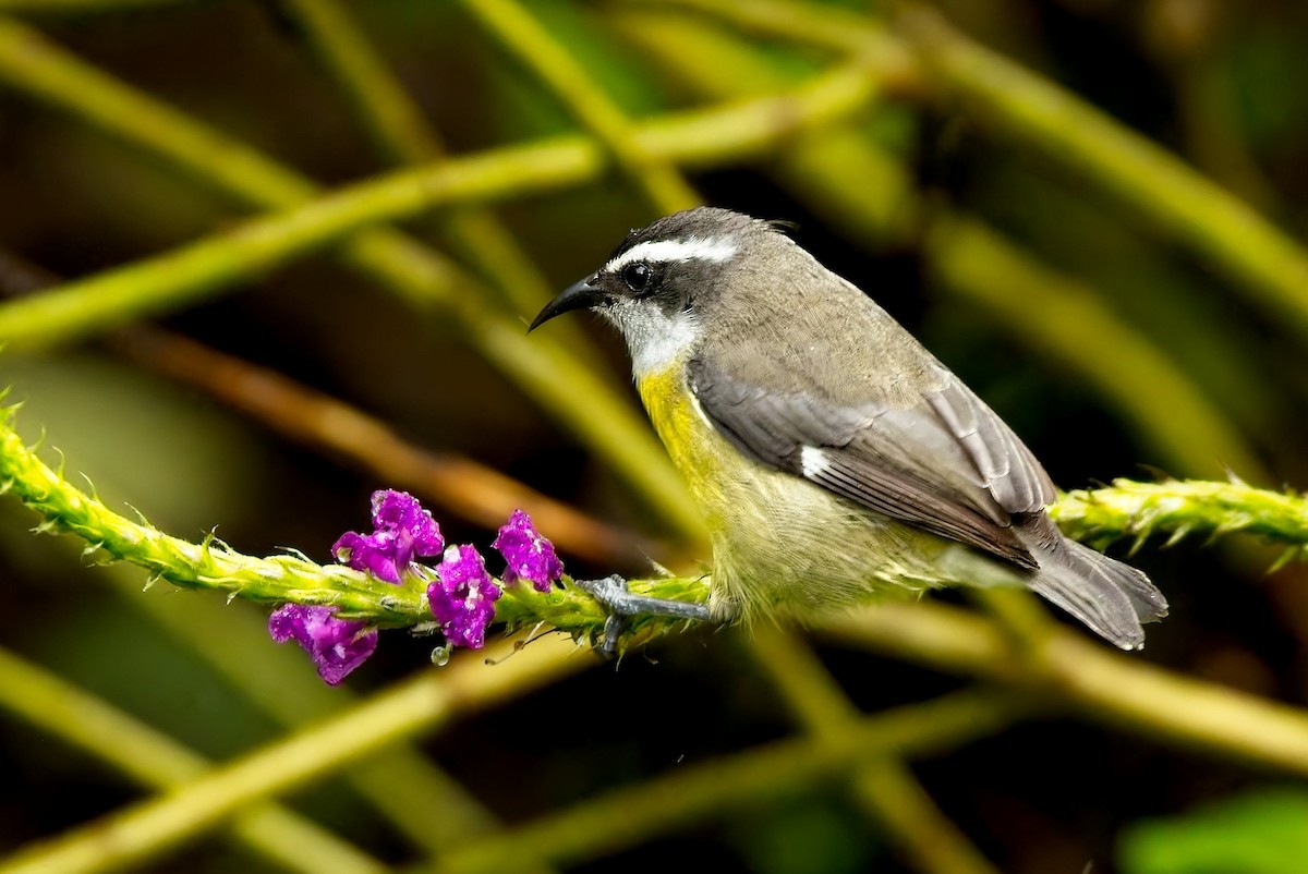 Sucrier à ventre jaune - ML647247903
