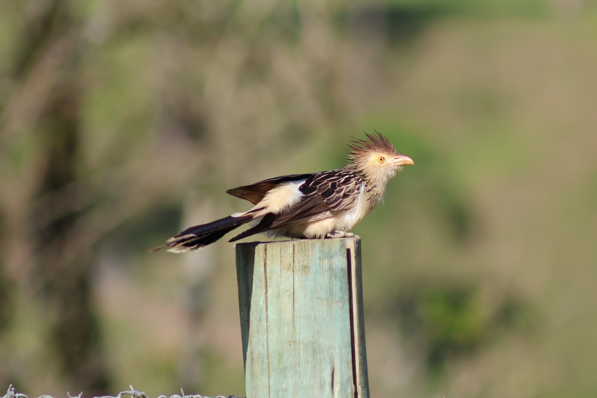 Guira Cuckoo - ML647247904