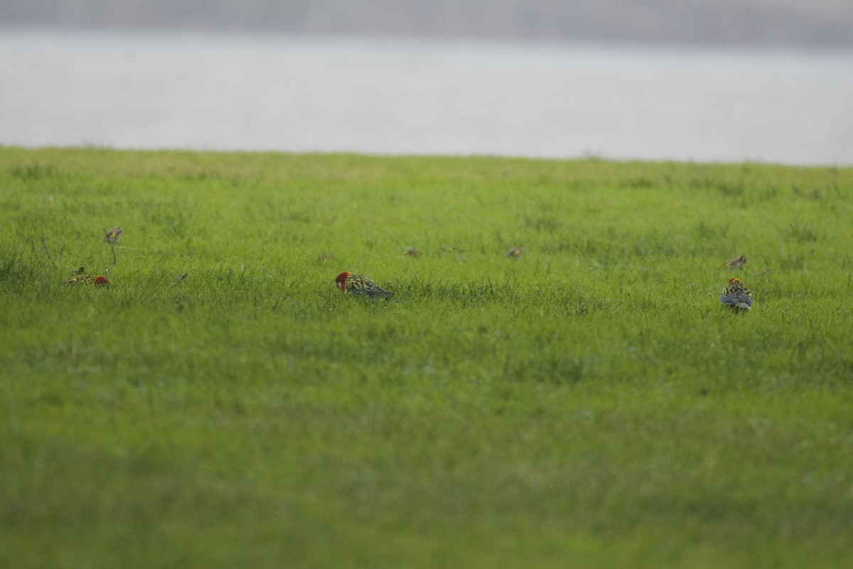 Eastern Rosella - ML64724791