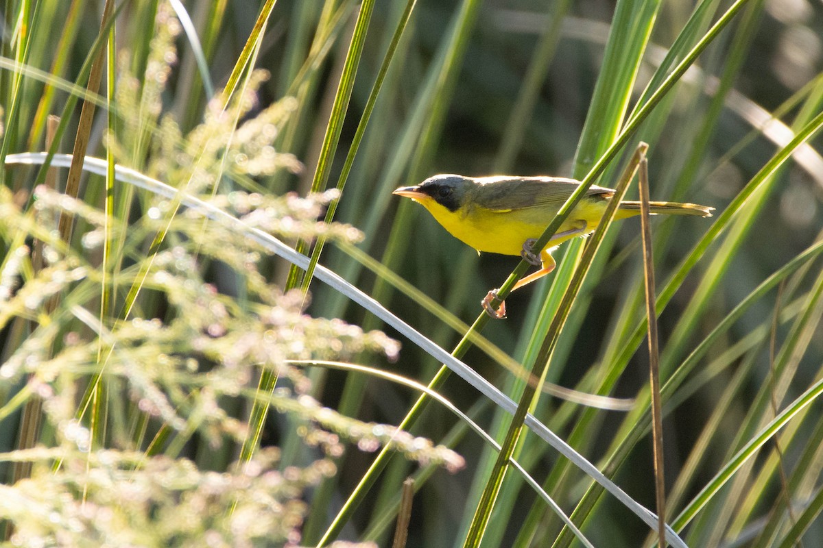 Southern Yellowthroat - ML647247911