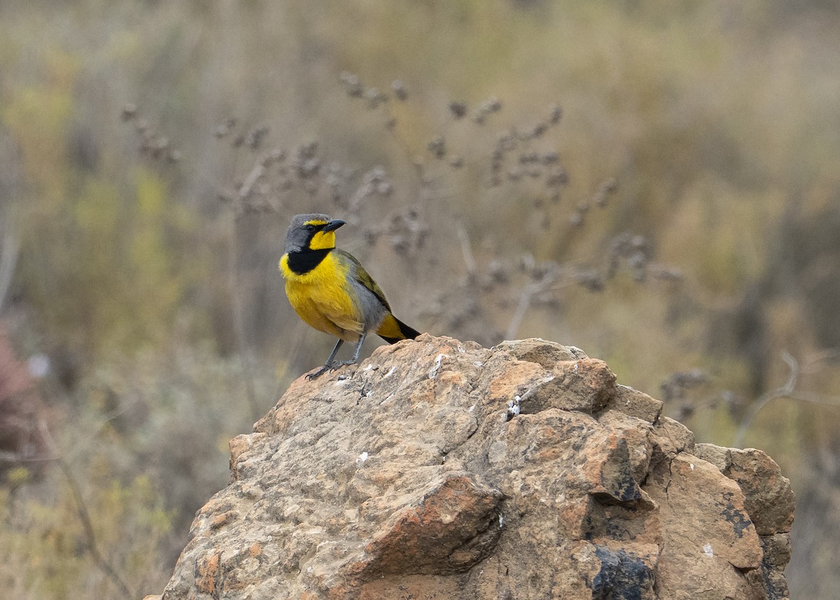 Bokmakierie - ML647247915