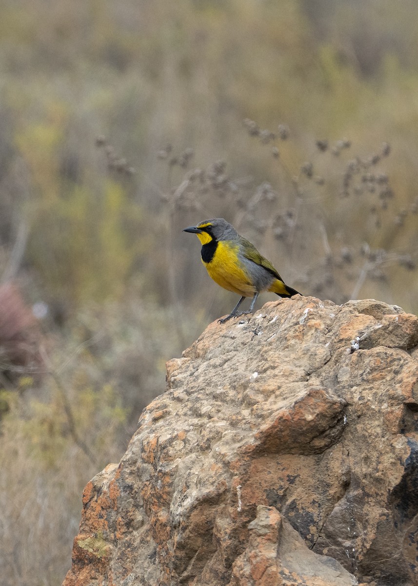 Bokmakierie - ML647247916