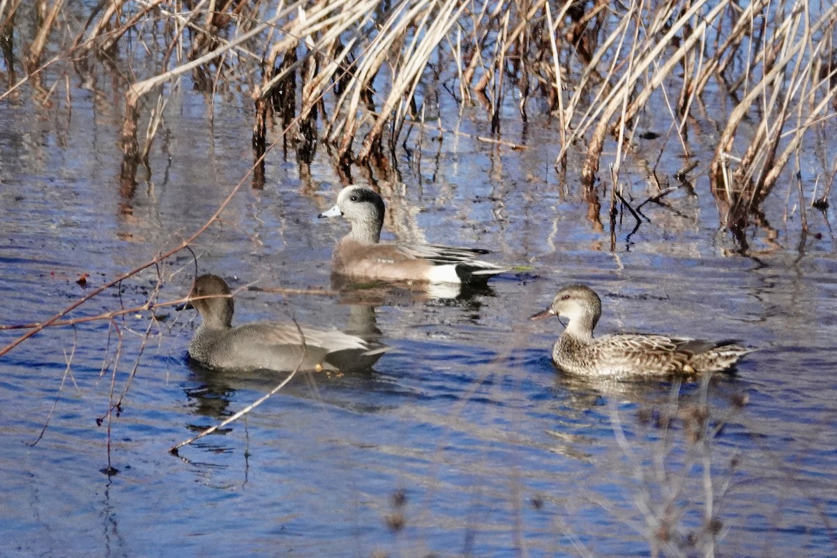 American Wigeon - ML647247917