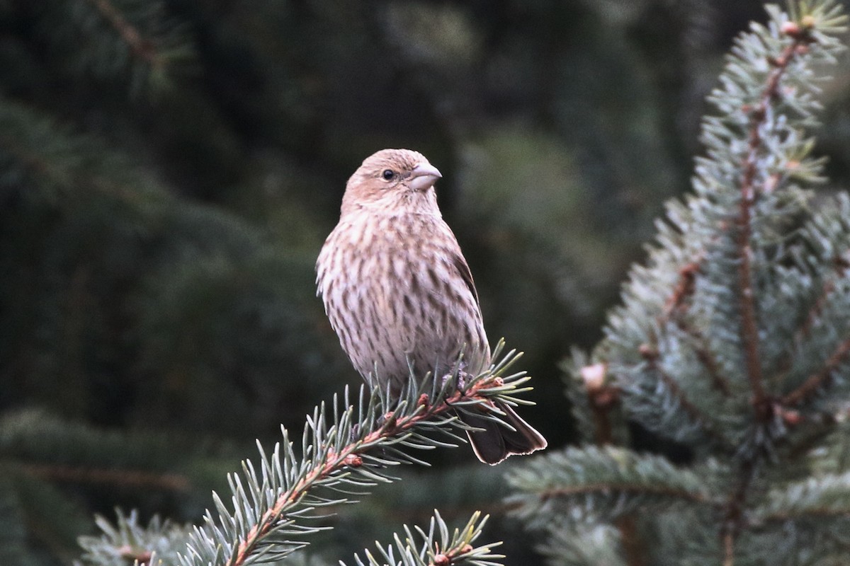 husrosenfink - ML647247919