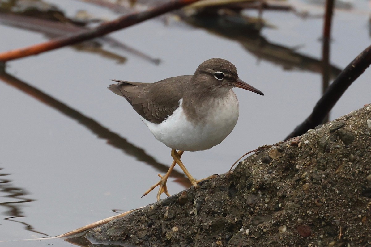 Benekli Düdükçün - ML647247922