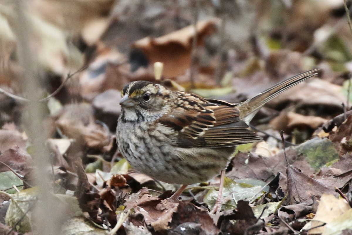 hvitstrupespurv - ML647247926