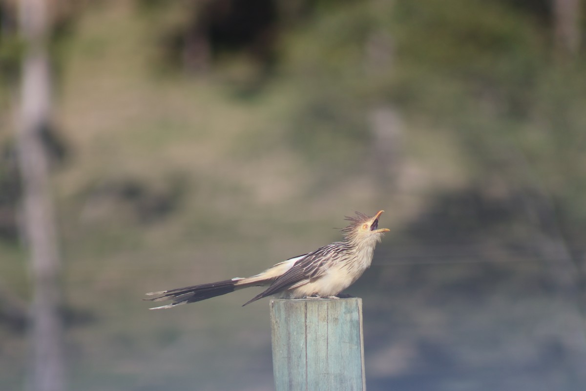Guira Cuckoo - ML647247928