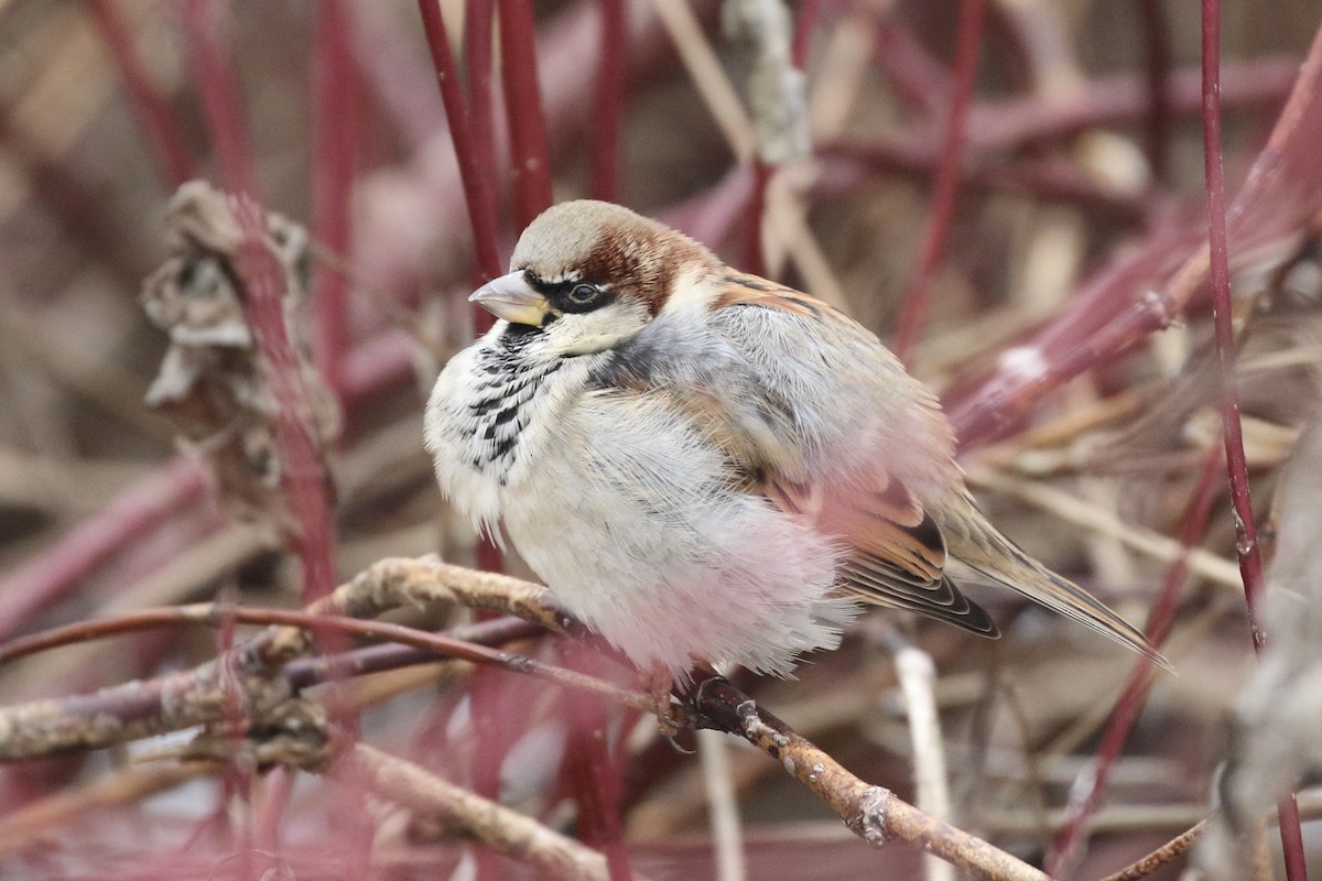 gråspurv - ML647247939