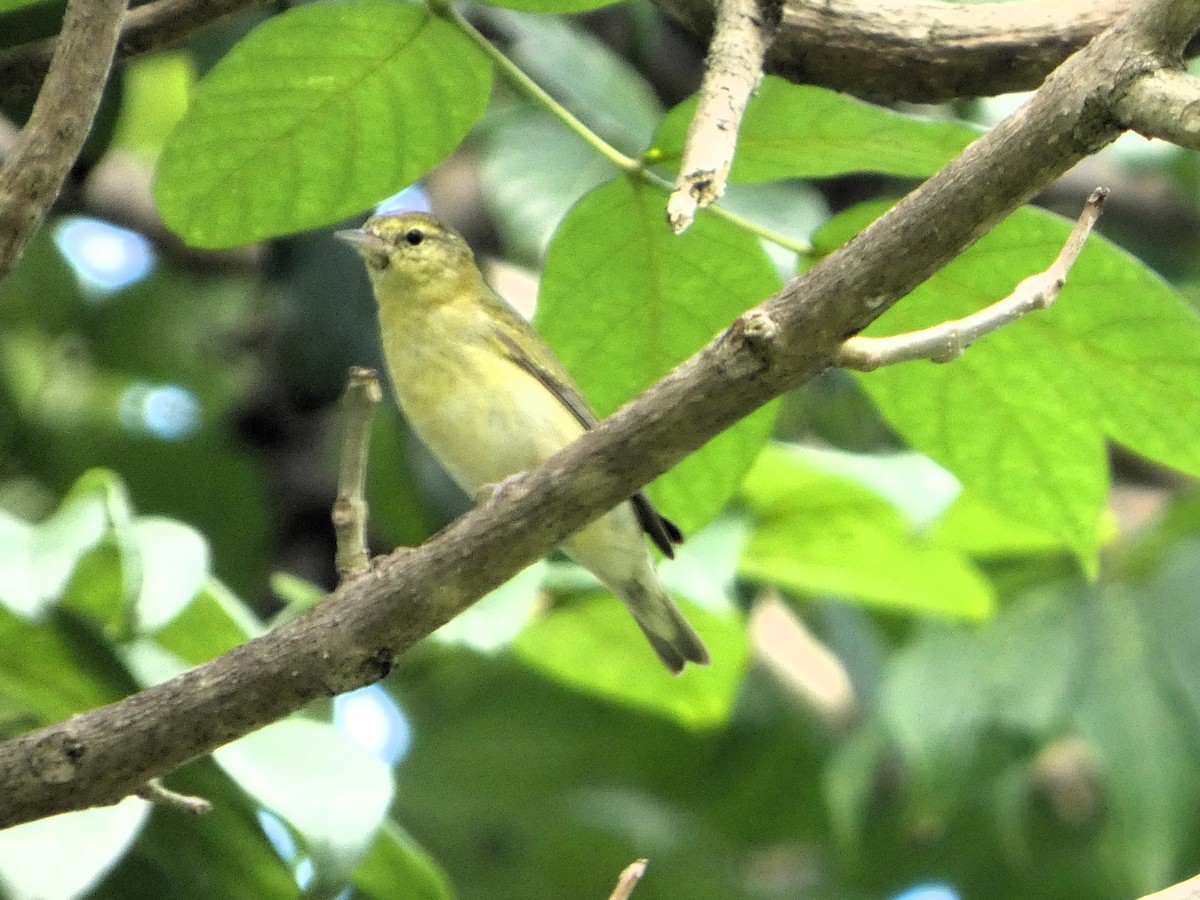 Червоїд світлобровий - ML647247940