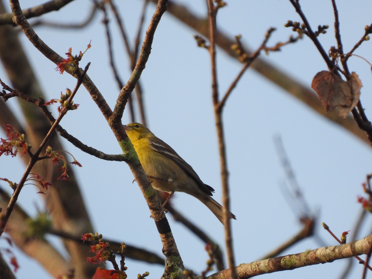 Pine Warbler - ML647247941