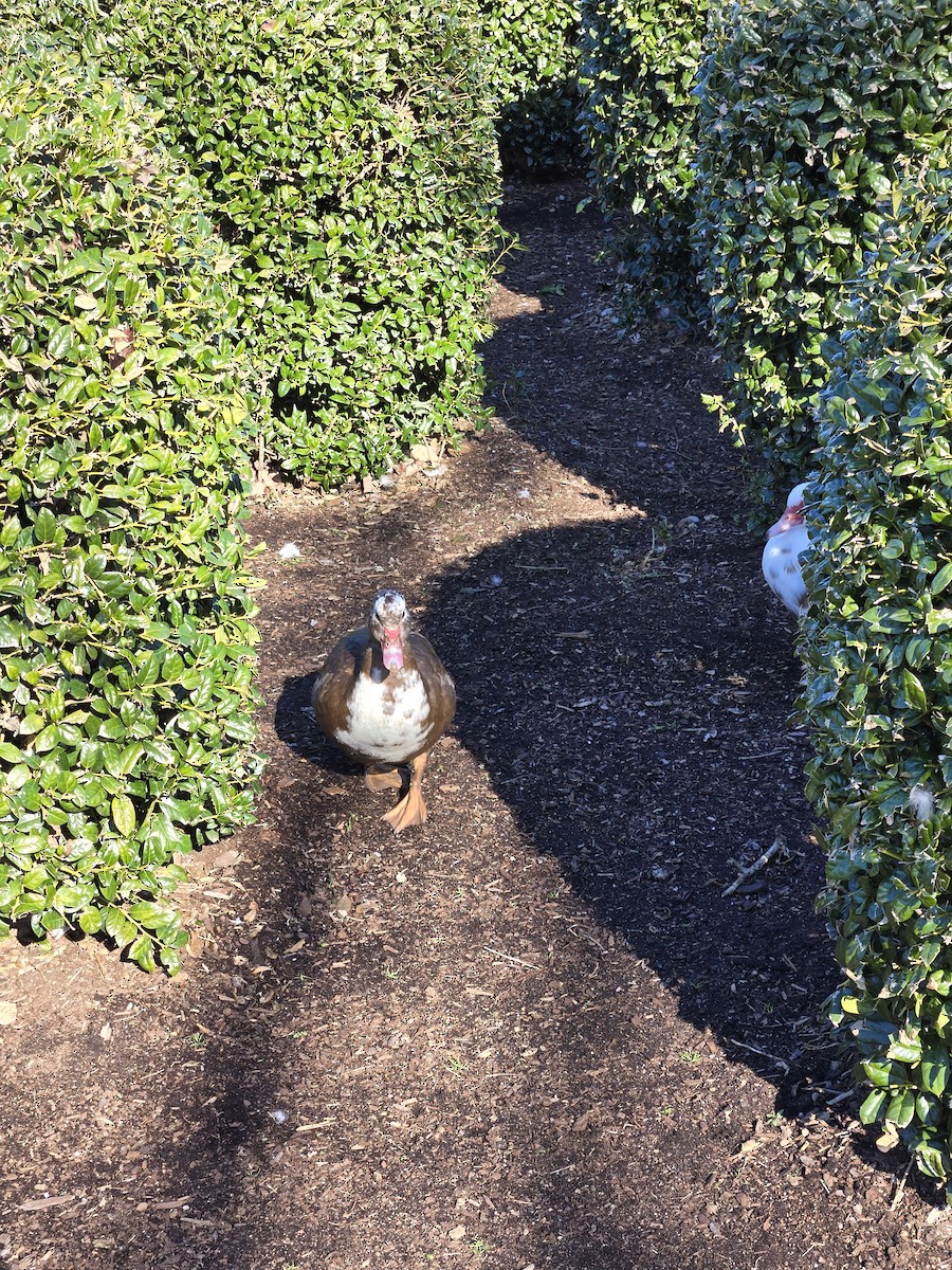 Muscovy Duck (Domestic type) - ML647247956