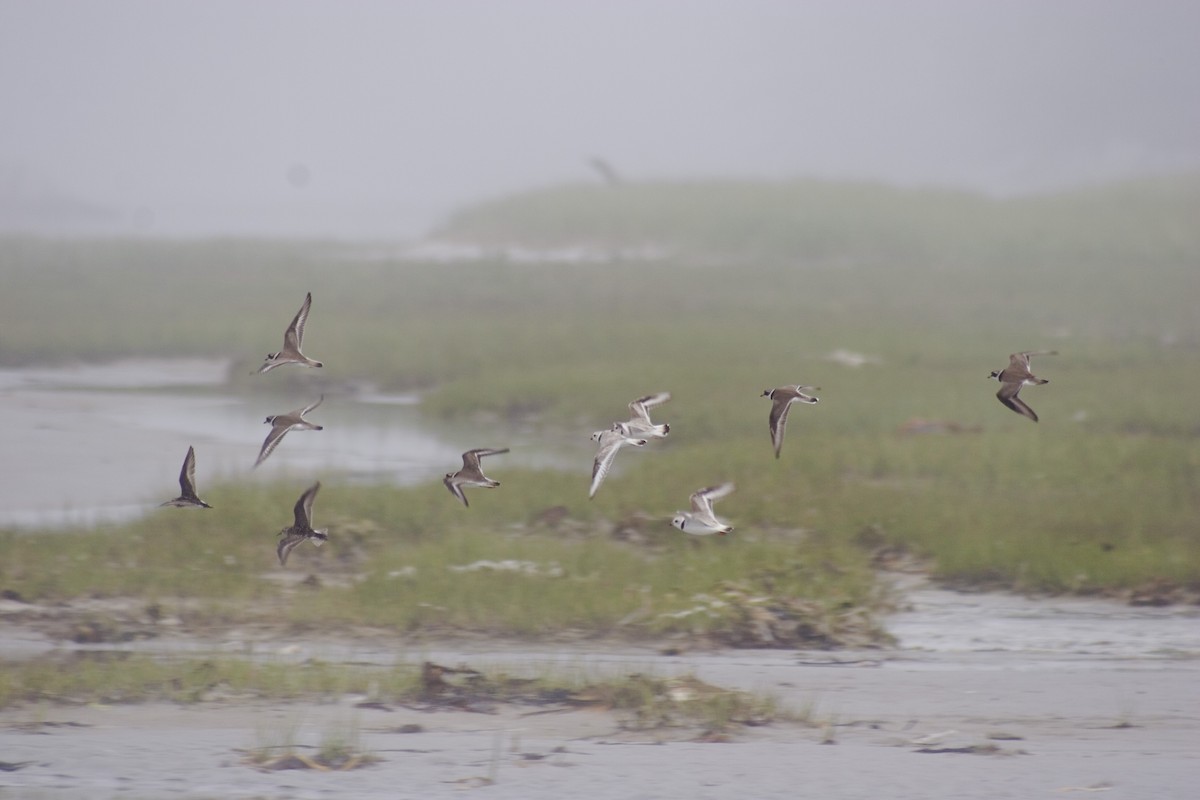 Flötenregenpfeifer - ML647247988