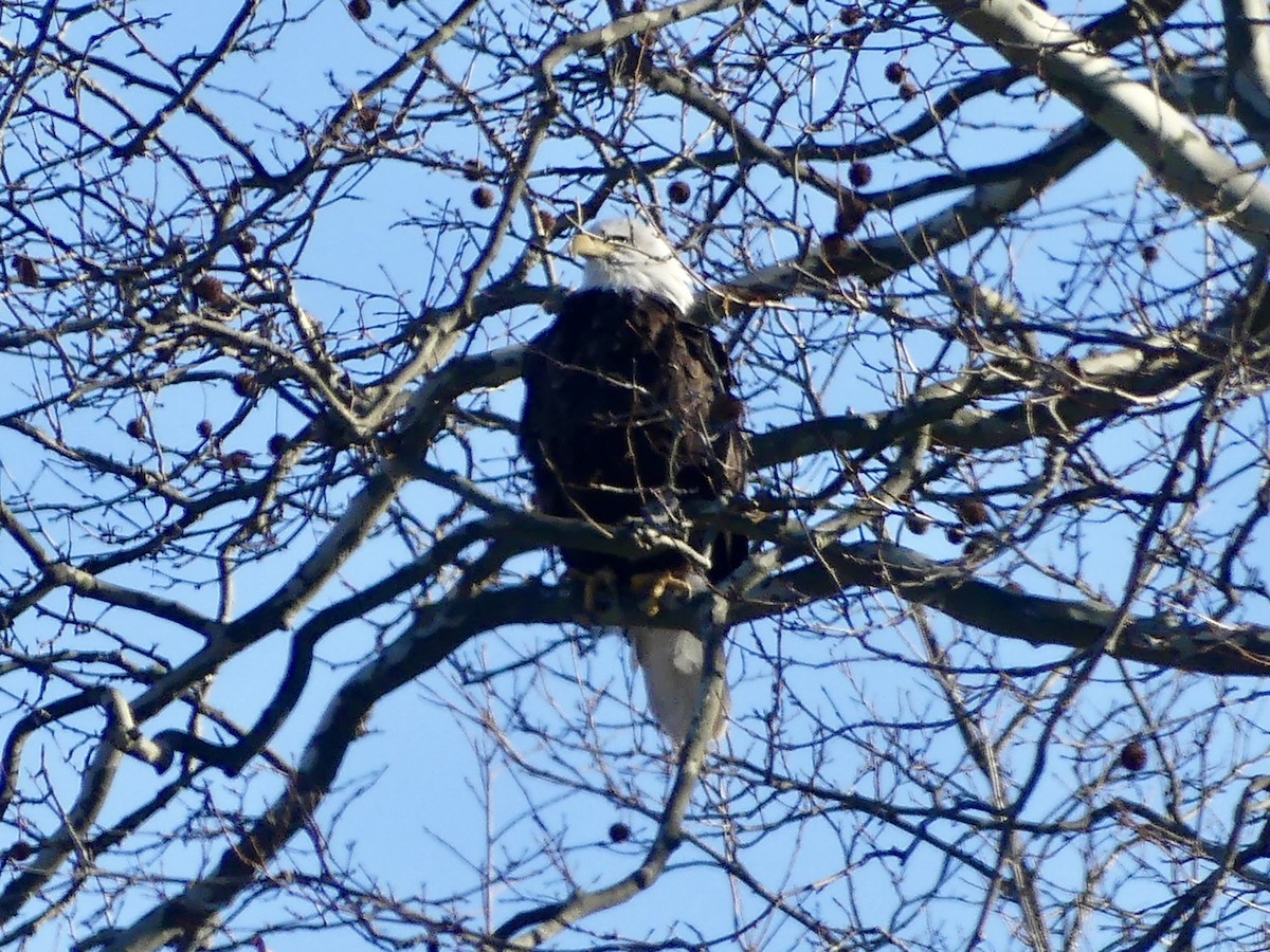 Ak Başlı Kartal - ML647247989