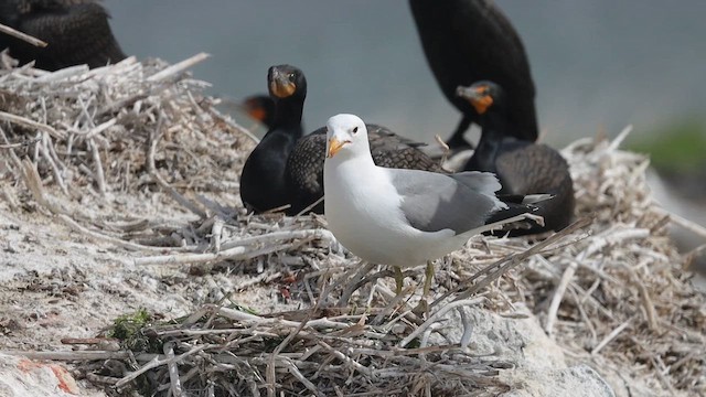 præriegråmåke - ML647247994