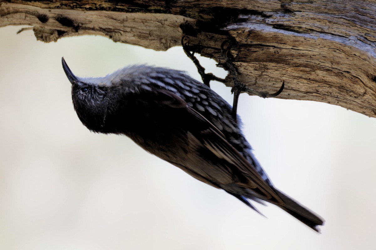 hvitstrupebarkkryper - ML647248009