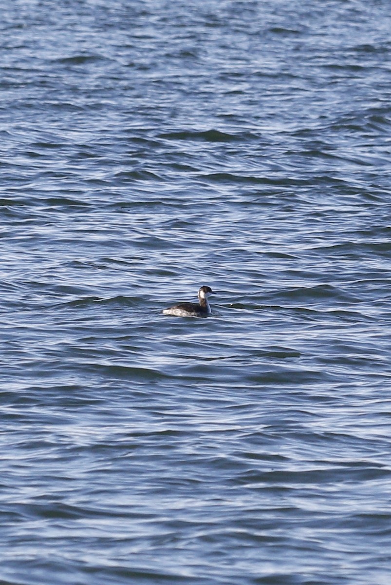 horndykker - ML647248012