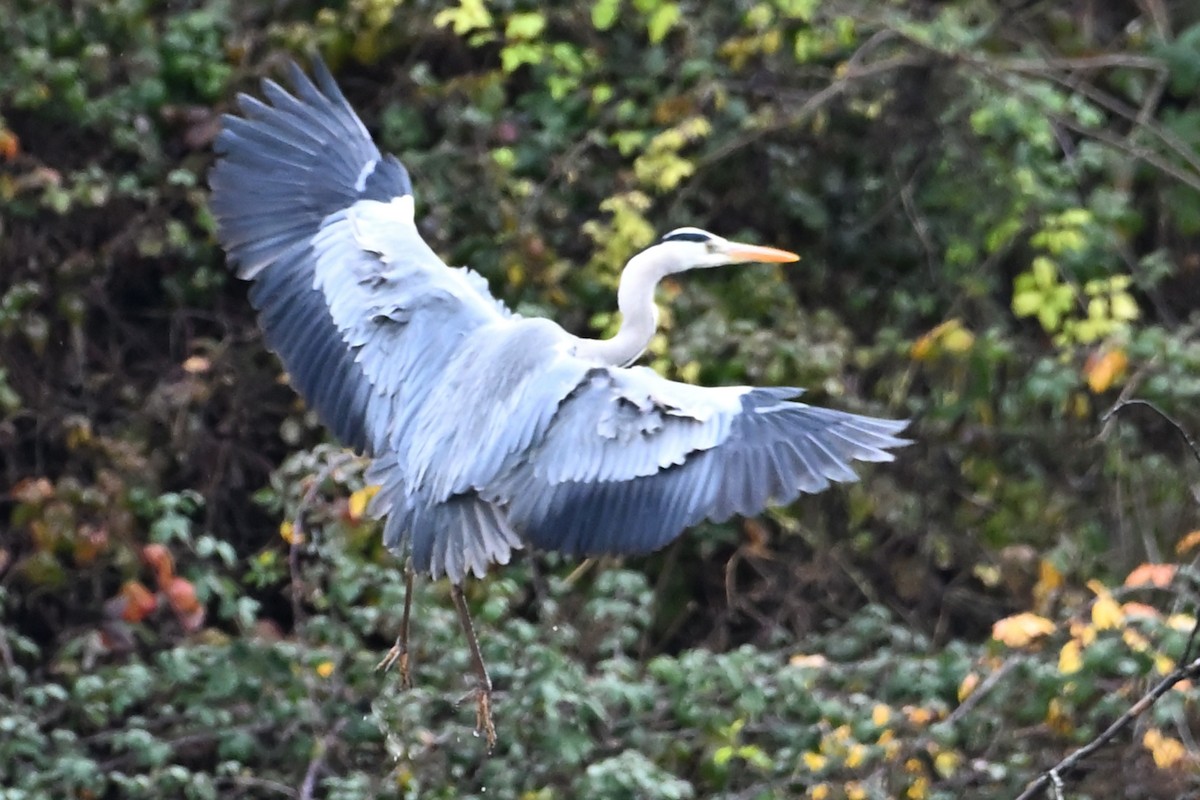 gråhegre - ML647248014