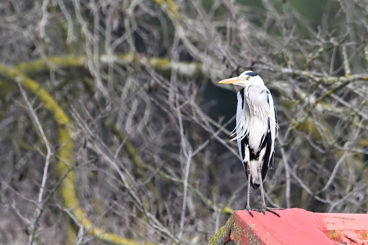 gråhegre - ML647248015