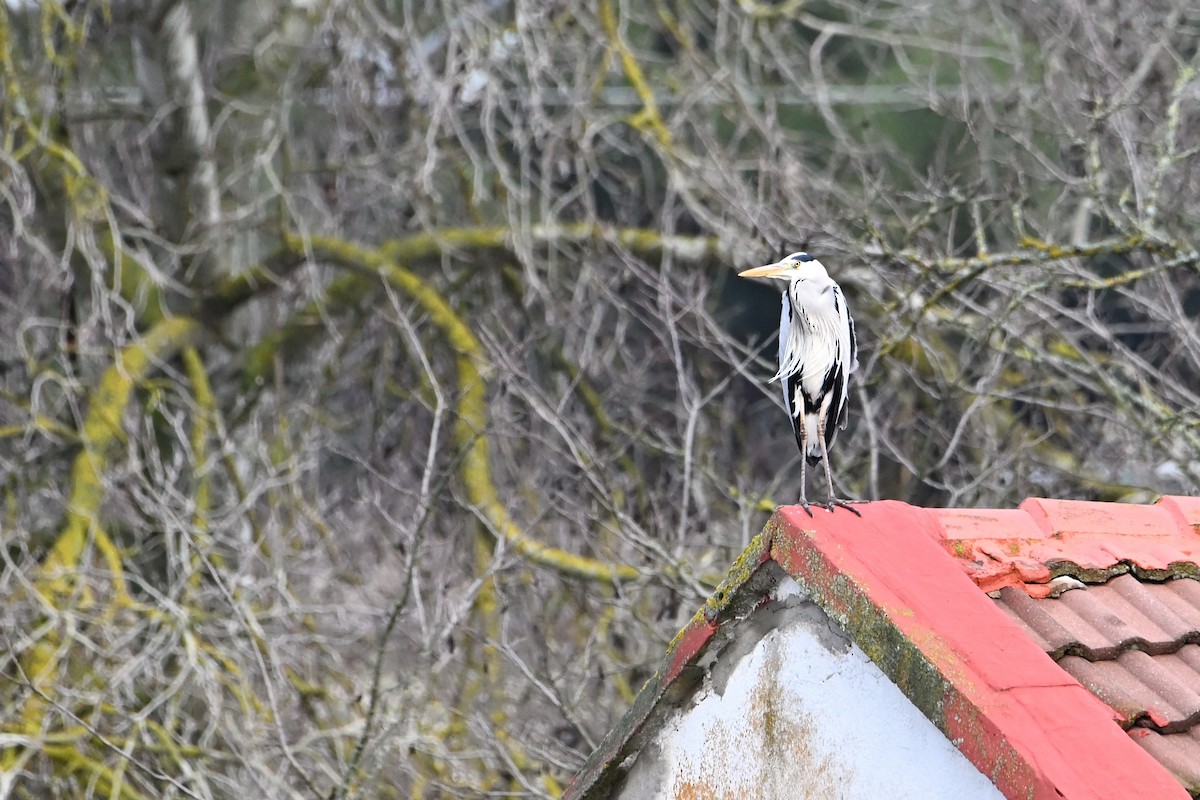 gråhegre - ML647248016