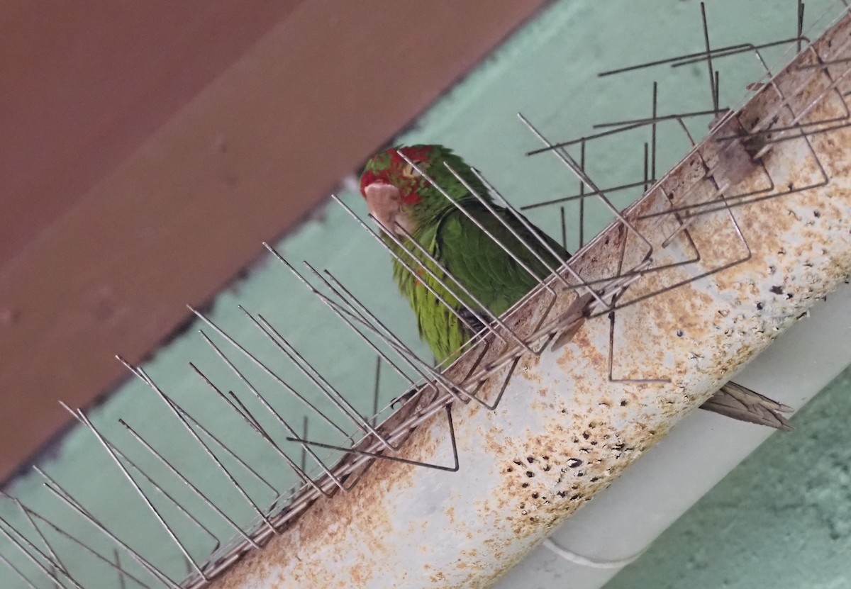 rødflekkparakitt - ML647248021