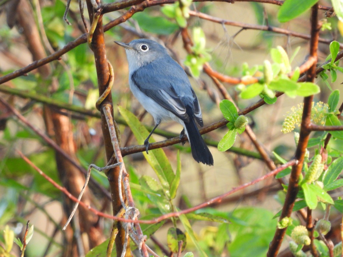 nordmyggsmett - ML647248024