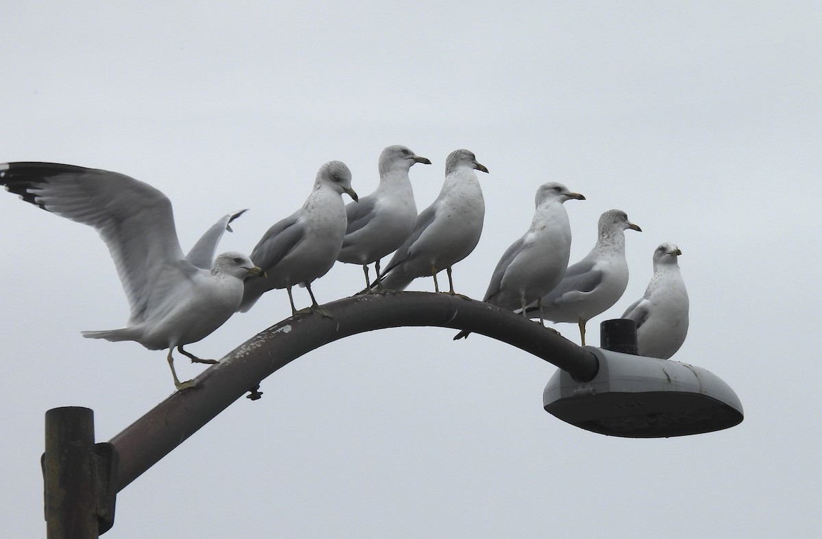 ringnebbmåke - ML647248025