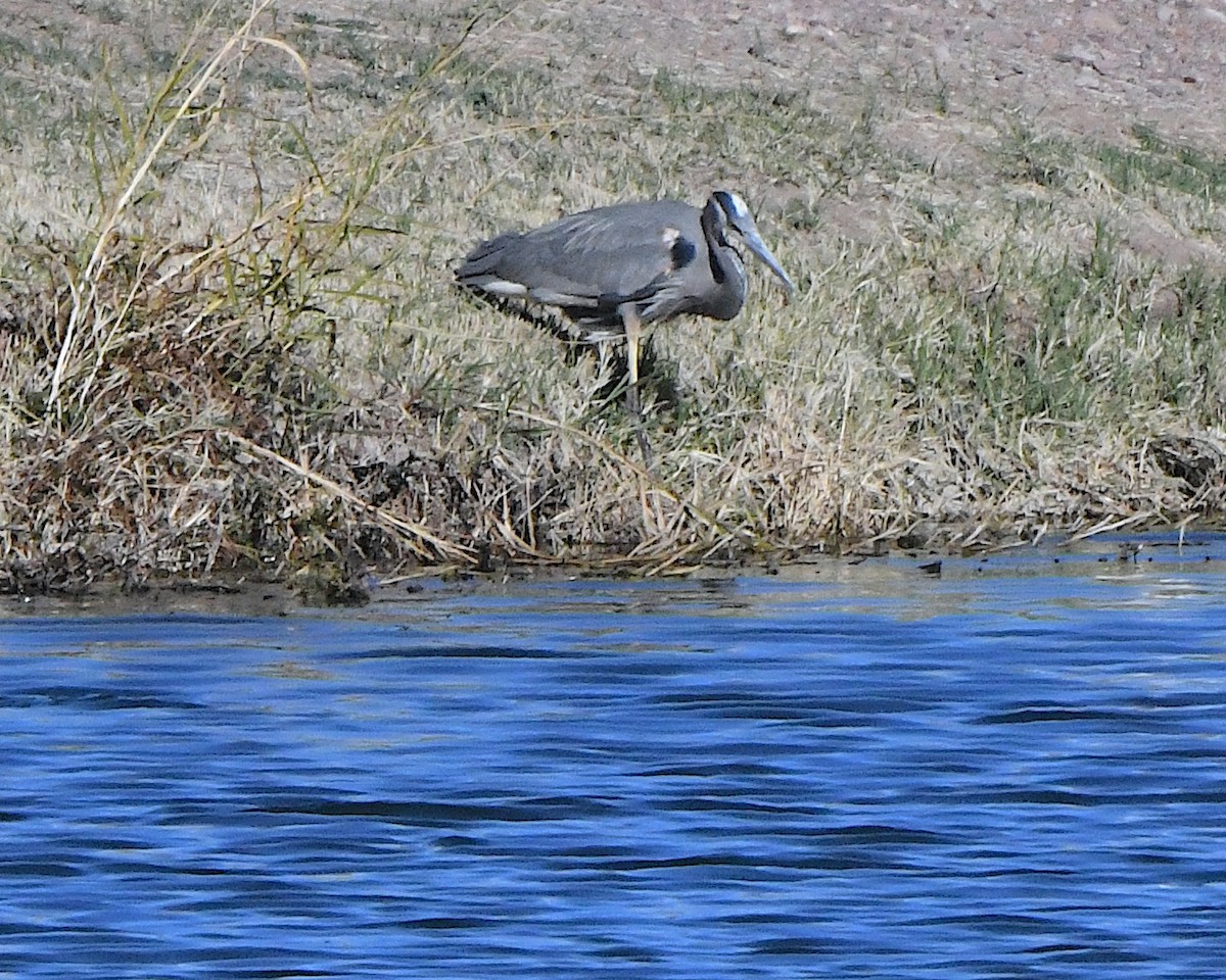 herodiashegre - ML647248026