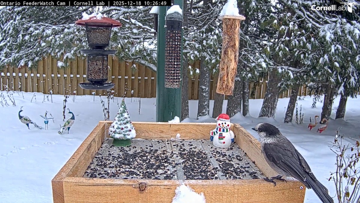 gråskrike - ML647248027