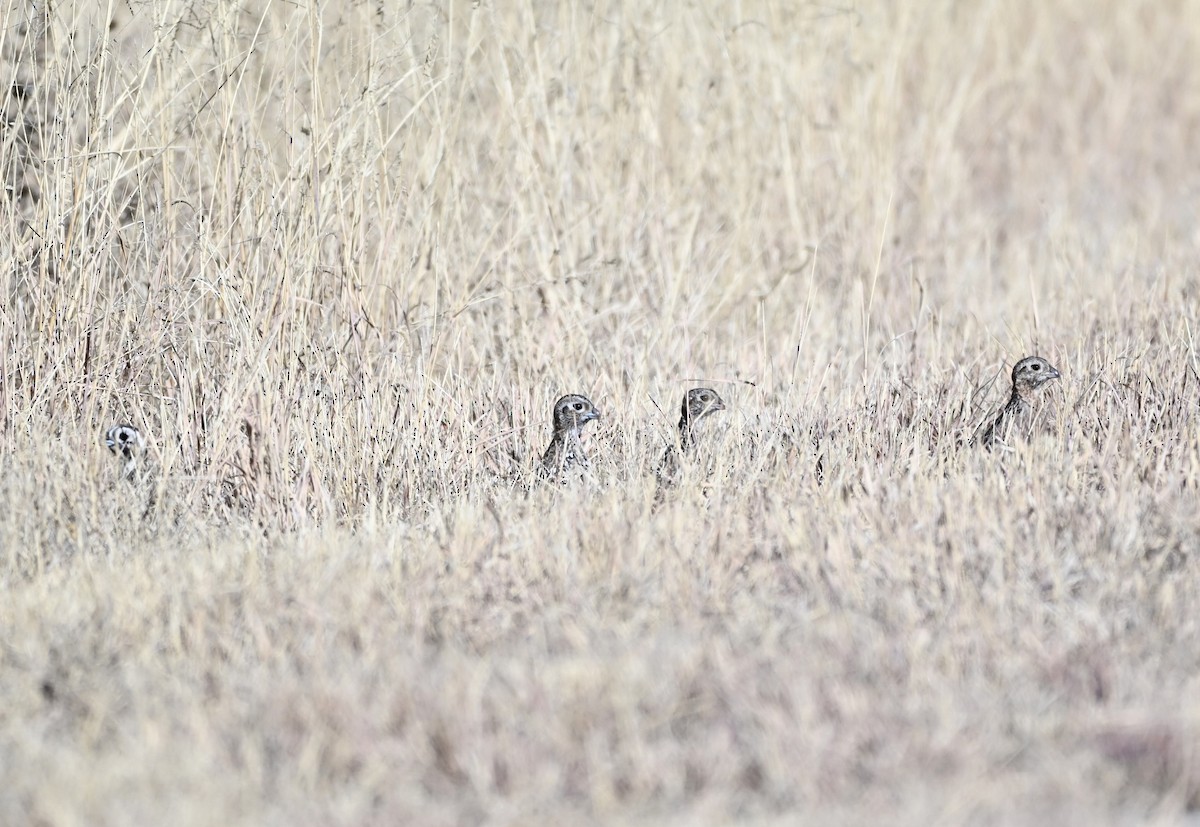 aztekvaktel - ML647248030