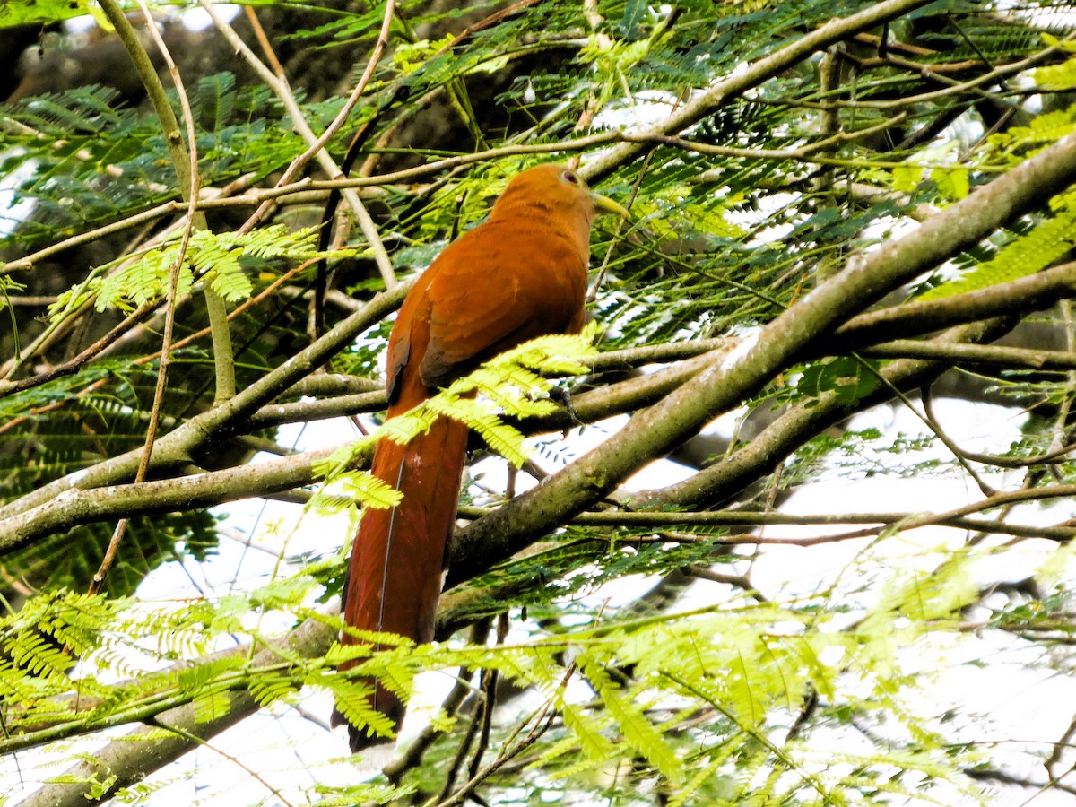 ekorngjøk - ML647248032