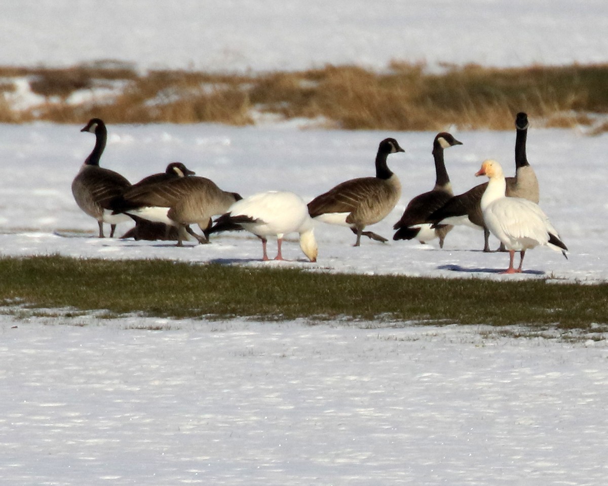 snøgås - ML647248033