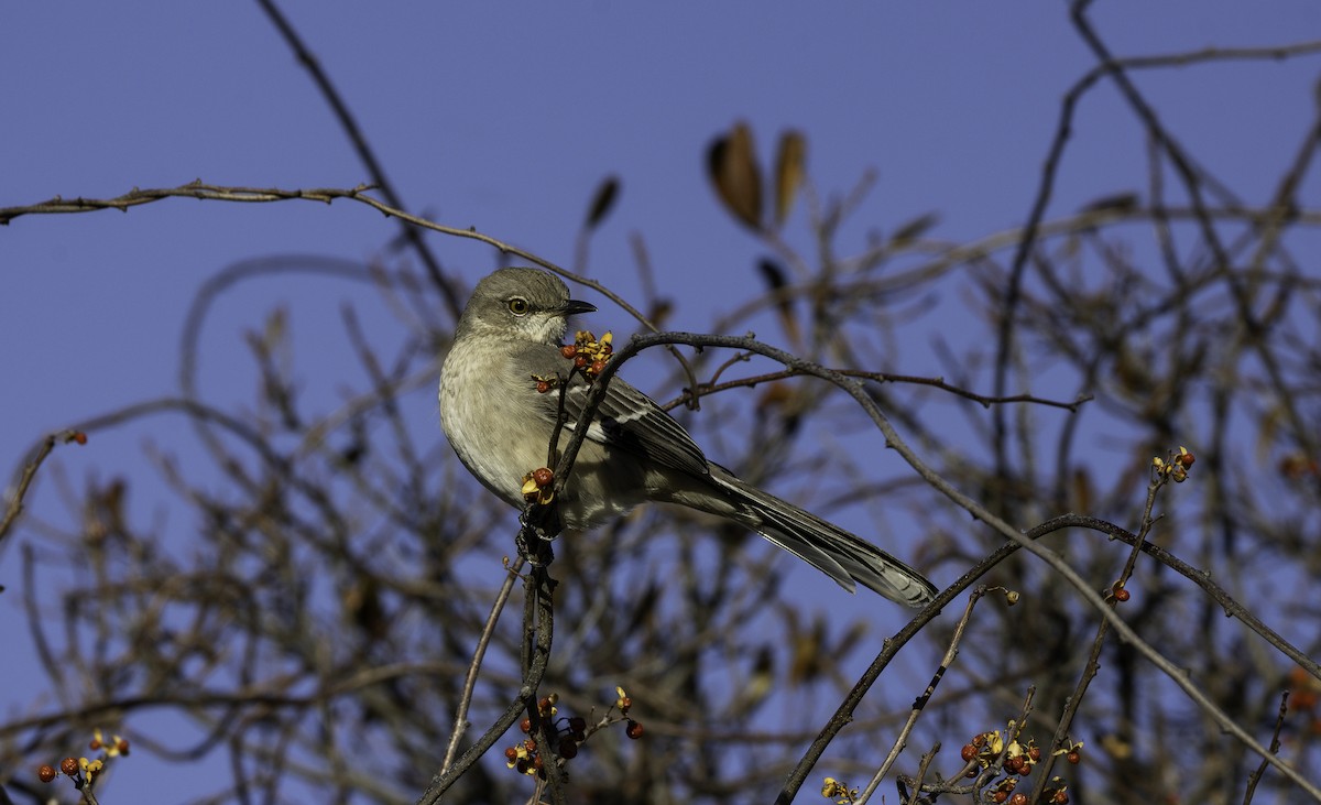 sangspottefugl - ML647248034