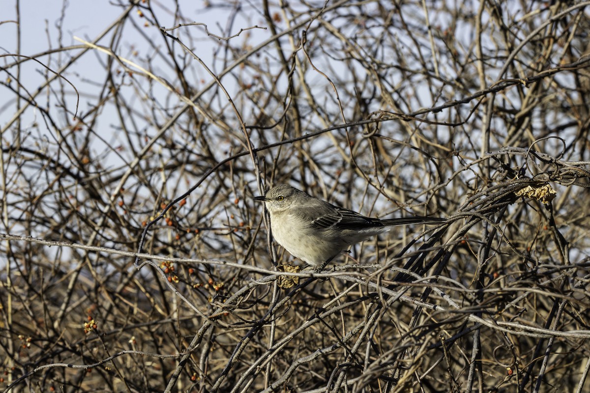 sangspottefugl - ML647248035