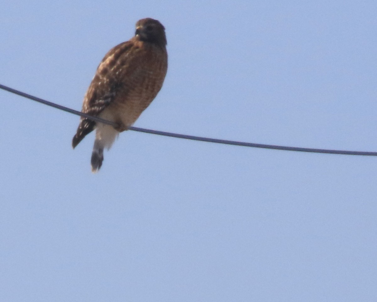 rødvingevåk - ML647248036