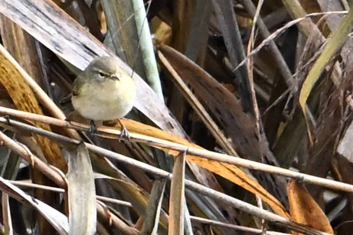 gransanger - ML647248037