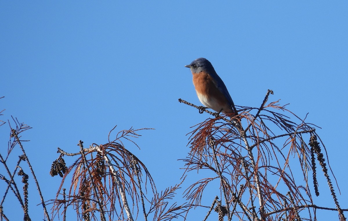 østblåfugl - ML647248038