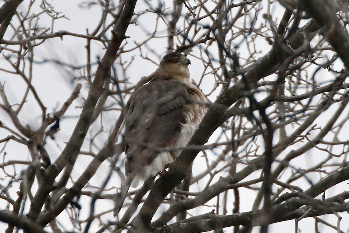 trostehauk - ML647248039