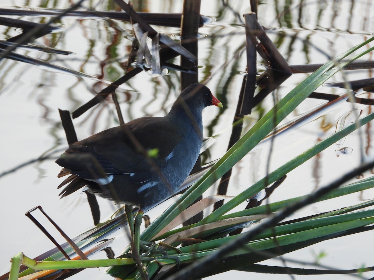 amerikasivhøne - ML647248040