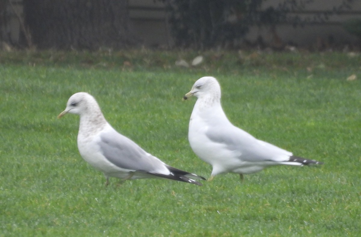 kortnebbmåke - ML647248041