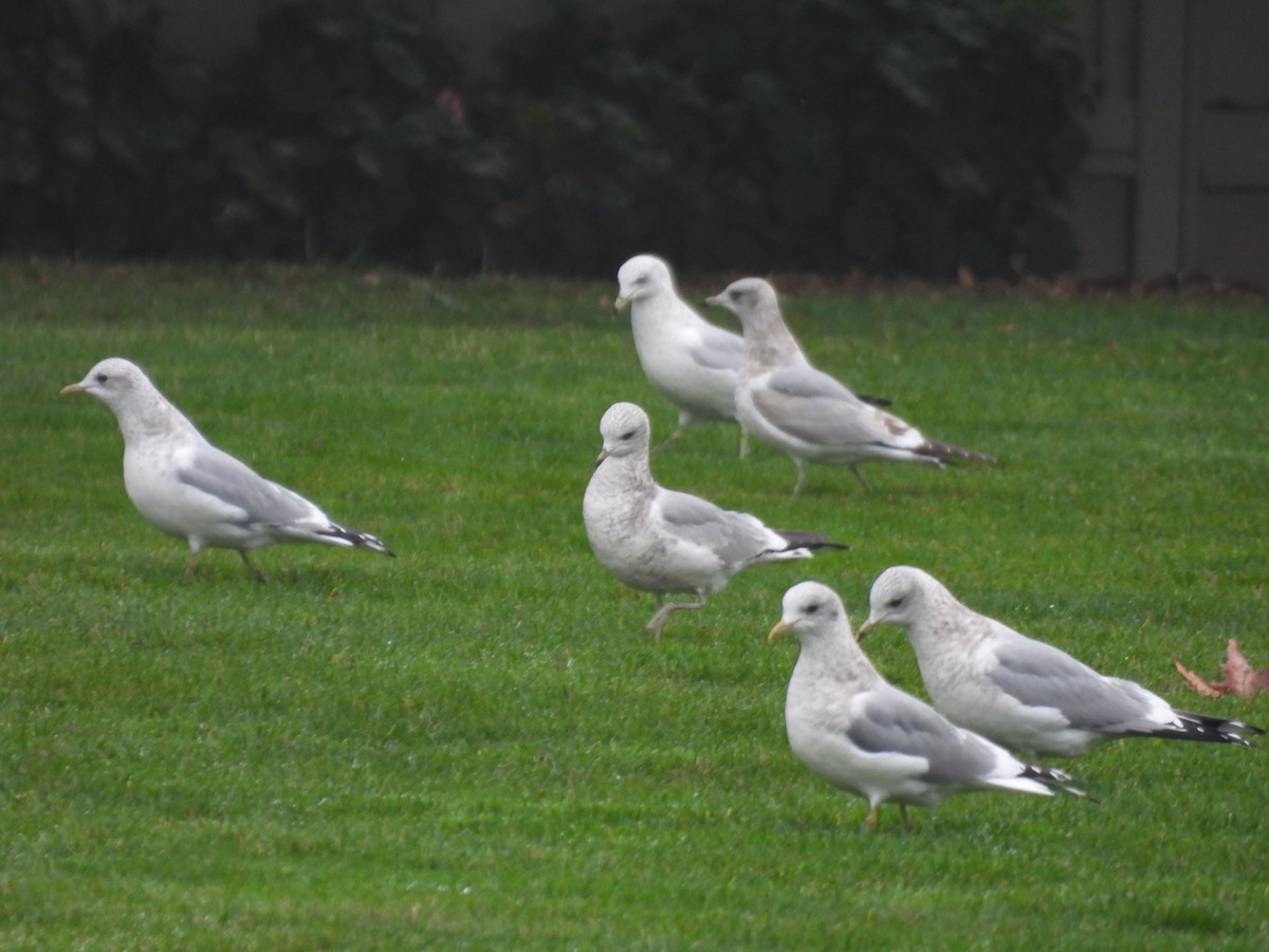 kortnebbmåke - ML647248042